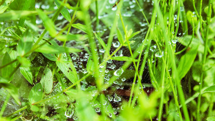 dew on the grass