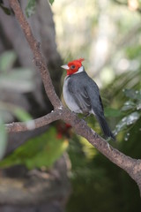 red bird 