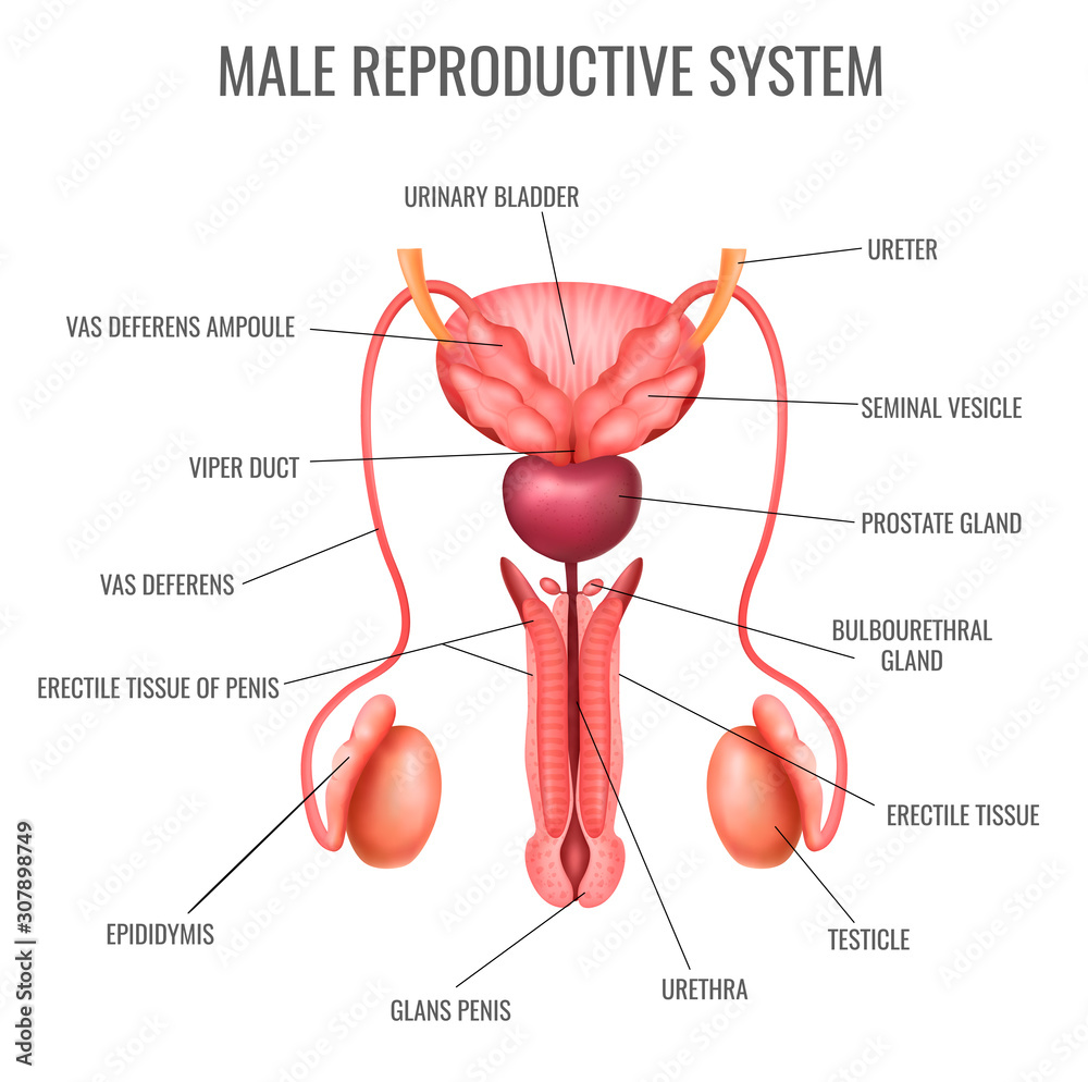 Wall mural Realistic Male Reproductive System