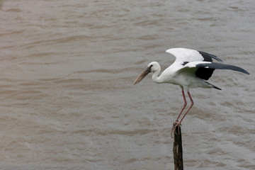 Egret standing on a tree stump