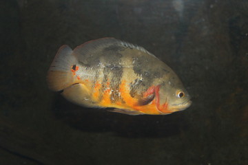 fish in aquarium