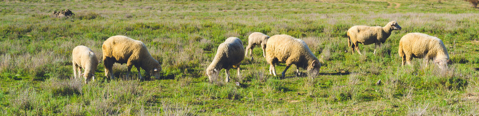 Obraz na płótnie Canvas Lamb in the field