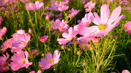 Obraz na płótnie Canvas pink cosmos flowers in the garden