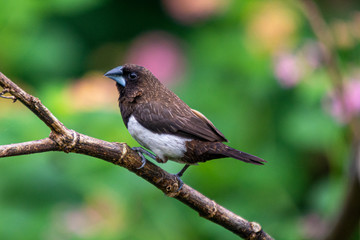 Javan Munia at Bhadravathi Karnataka India