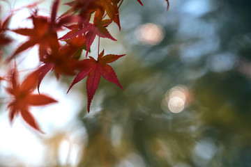 日本の秋 色付く紅葉