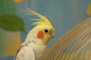 A yellow corella parrot with red cheeks and long feathers © adydyka2780