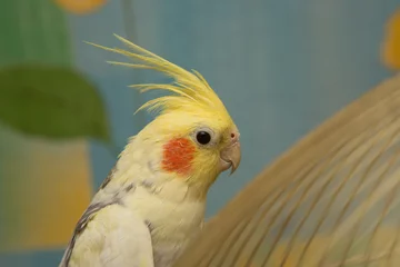 Fototapeten Papagei A yellow corella parrot with red cheeks and long feathers  © adydyka2780