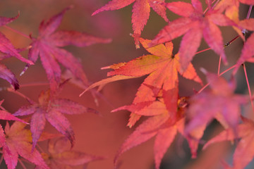 日本の秋 色付く紅葉