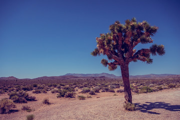 Alone Joshua Tree in Death Valley National Park