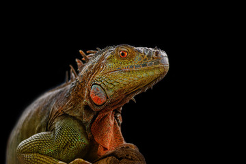Iguana on a tree branch - portraitIguana on a tree branch - portrait