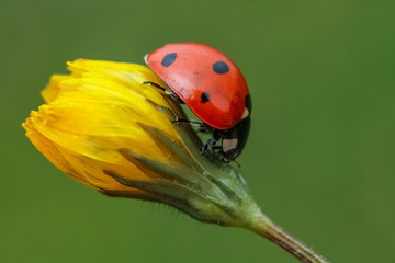 ladybug resting on yellow flower with green background