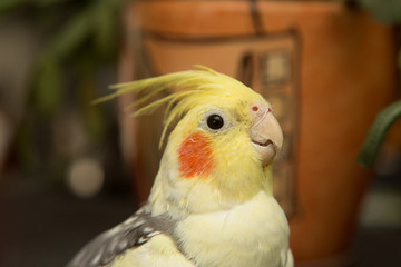 A yellow corella parrot with red cheeks and long feathers