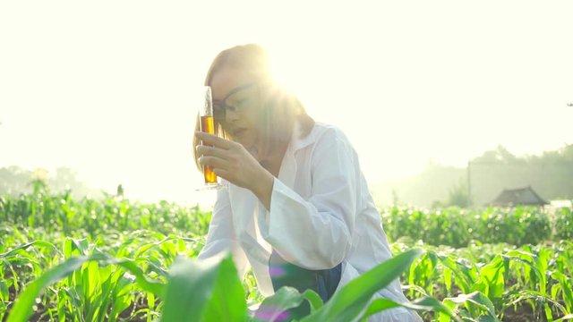 Asian woman farmer In the corn field to check the integrity of the leaves and stems of the corn With scientific analysis