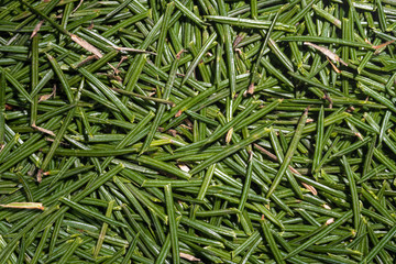 Background of spruce christmas needles with tree