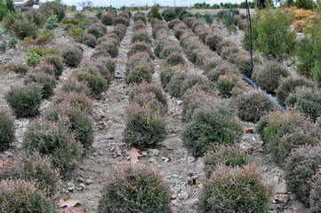 Nursery where decorative bushes and trees are grown.