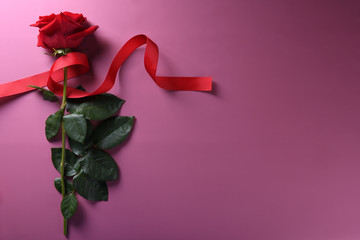  Valentine's day background greeting card love symbols , red decoration with roses on pink background. Top view with copy space and text.Flat lay