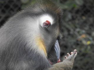 Male Mandrill Checking His Phone Perhaps