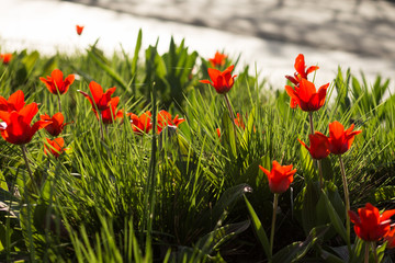 Red tulips
