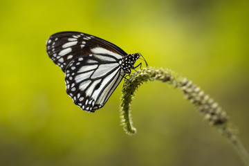 butterfly on leaf