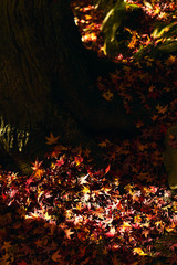 日本の秋 晩秋の落葉