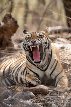 angry tiger face portrait with expression mouth open showing canines during summer season safari to buffer zone at ranthambore national park or tiger reserve, rajasthan, india - panthera tigris tigris