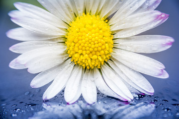 Daisy flower reflection - obrazy, fototapety, plakaty