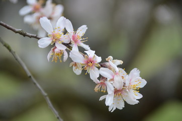 cherry blossom branches at prague