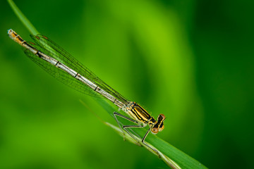Dragonfly on grass