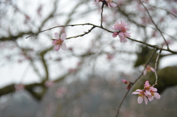 cherry blossom branches at prague