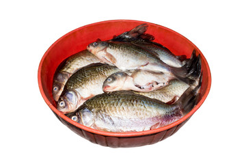 Fish crucian.Fresh freshwater fish.Background of fresh fish.