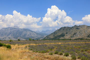 Dry landscape with lavender fields north of Shkoder in the dinaric alps