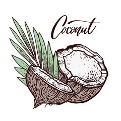 Colorless hand drawn coconut background. Coconuts, tropical leaves, flowers and lettering Coconut