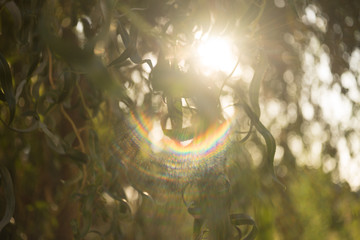 The spectrum of sunlight, the sun shines through the leaves of curly willow.