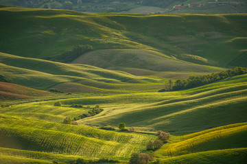 Naklejka premium Zielone łąki w Toskanii, Włochy
