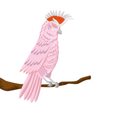 parrot pink animal exotic in branch isolated icon vector illustration design