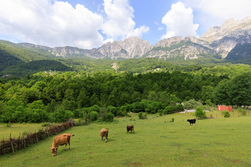 Valley of Theth with a herd of cows in the dinaric alps in Albania - 307902157