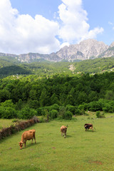 Fototapeta na wymiar Valley of Theth with a herd of cows in the dinaric alps in Albania
