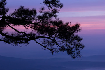 Fototapeta premium silhouette trees with twilight at Phu-Kra-Dueng Thailand
