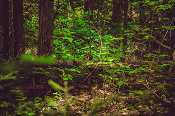 Obraz premium Wild squirrel eating in deep forest