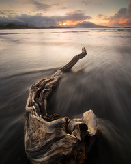 driftwood on beach
