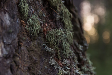 Green moss on the dark bark of a tree