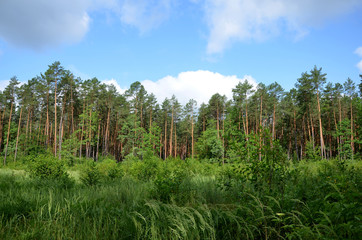 beautiful summer landscape with forest and green spaces 