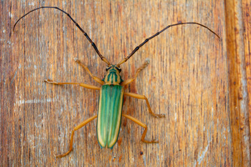 Cerambycidae with long antennae, on a wood. Longicorn beetles. Insect.