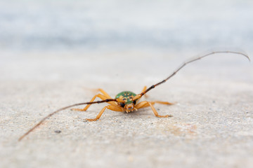 Cerambycidae with long antennae, perched on the ground. Longicorn beetles. Insect.