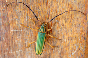 Cerambycidae with long antennae, on a wood. Longicorn beetles. Insect.