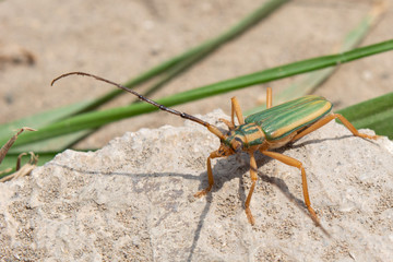 Cerambycidae with long antennae, perched on the ground. Longicorn beetles. Insect.