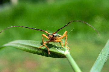 Cerambycidae perched on a branch of a green plant. Longicorn beetles. Insect.