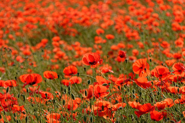 coquelicot
