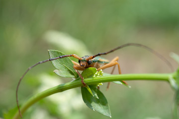 Cerambycidae perched on a branch of a green plant. Longicorn beetles. Insect.