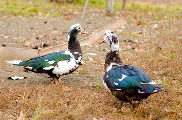 a pair of domestic black and white ducks walk on the homestad